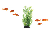 Aquatic Accessories
