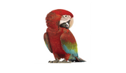 Bird Health & Hygiene