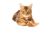 Cat Accessories