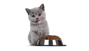 Dry Cat Foods