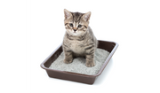 Cat - Litters