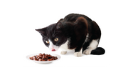 Wet Cat Foods