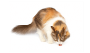 Cat - Treats