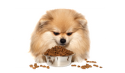 Dry Dog Foods