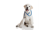 Dog Health & Hygiene