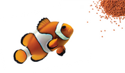Aquatic - Foods