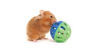 Small Animal Accessories