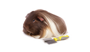 Small Animal Health & Hygiene