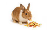Small Animal Treats