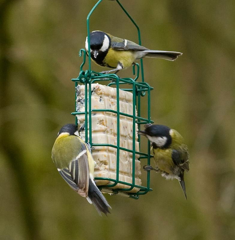 National Trust Rhine Peanut Cake Square Feeder