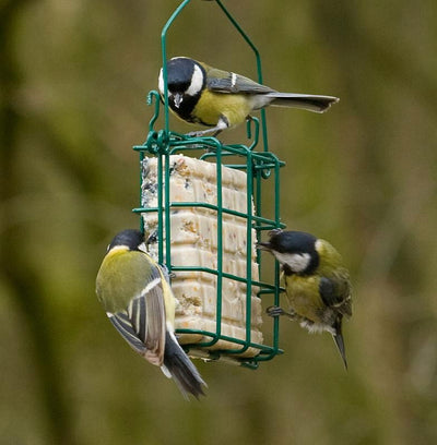 National Trust Rhine Peanut Cake Square Feeder