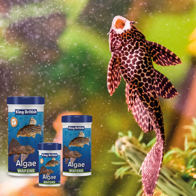 King British Algae Wafers (with Ihb) 100g