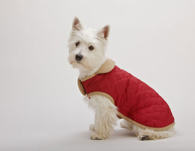 Dog Gone Smart Suede Quilted Belly Coat Red 51cm (20")