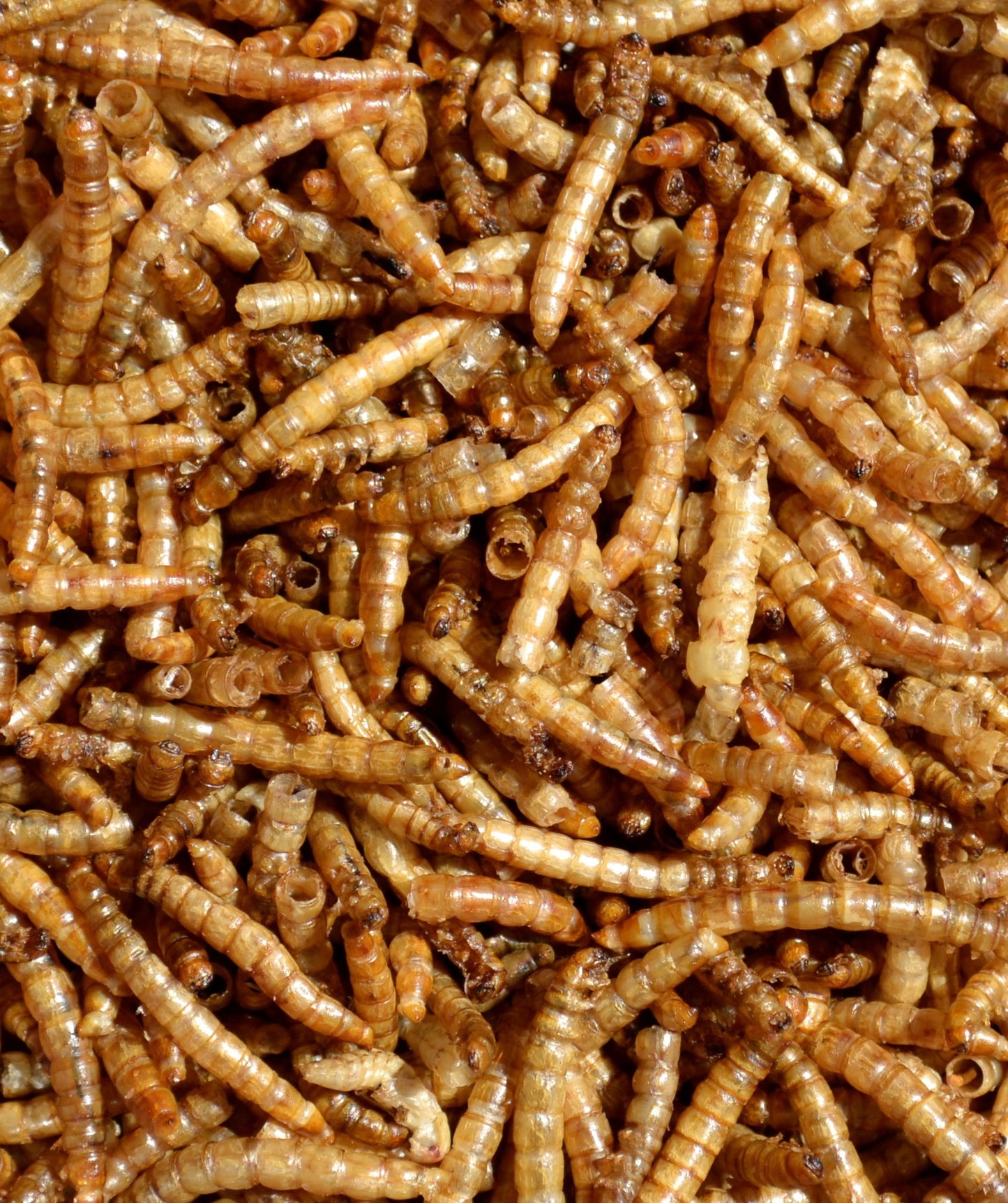 Supa Dried Mealworms 500ml