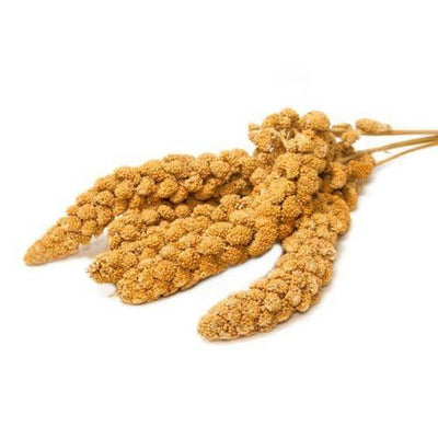 Countrywide Yellow Millet Sprays 10in to 12in 15kg