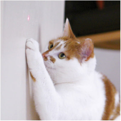 Jolly Moggy Laser Cat Toy