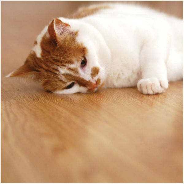 Jolly Moggy Laser Cat Toy