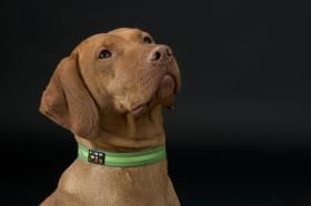 Oscar & Hooch Collar XLge Apple Green