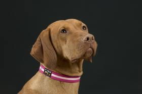 Oscar & Hooch Collar XLge Hot Pink