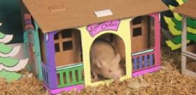 Smartkitz Pet Shacks Winter Holiday 2pack