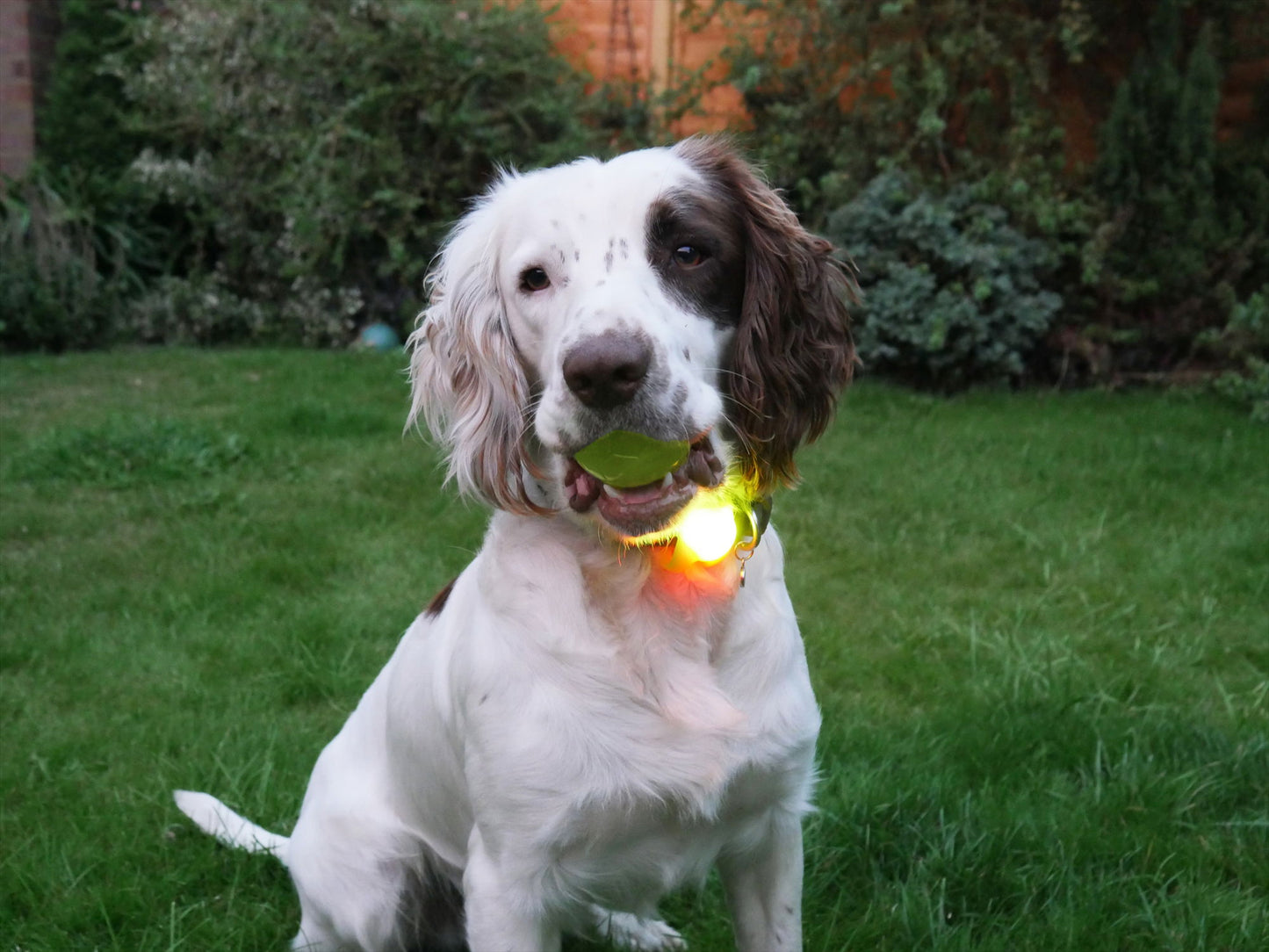 Silicon Collar Light Small 8cm