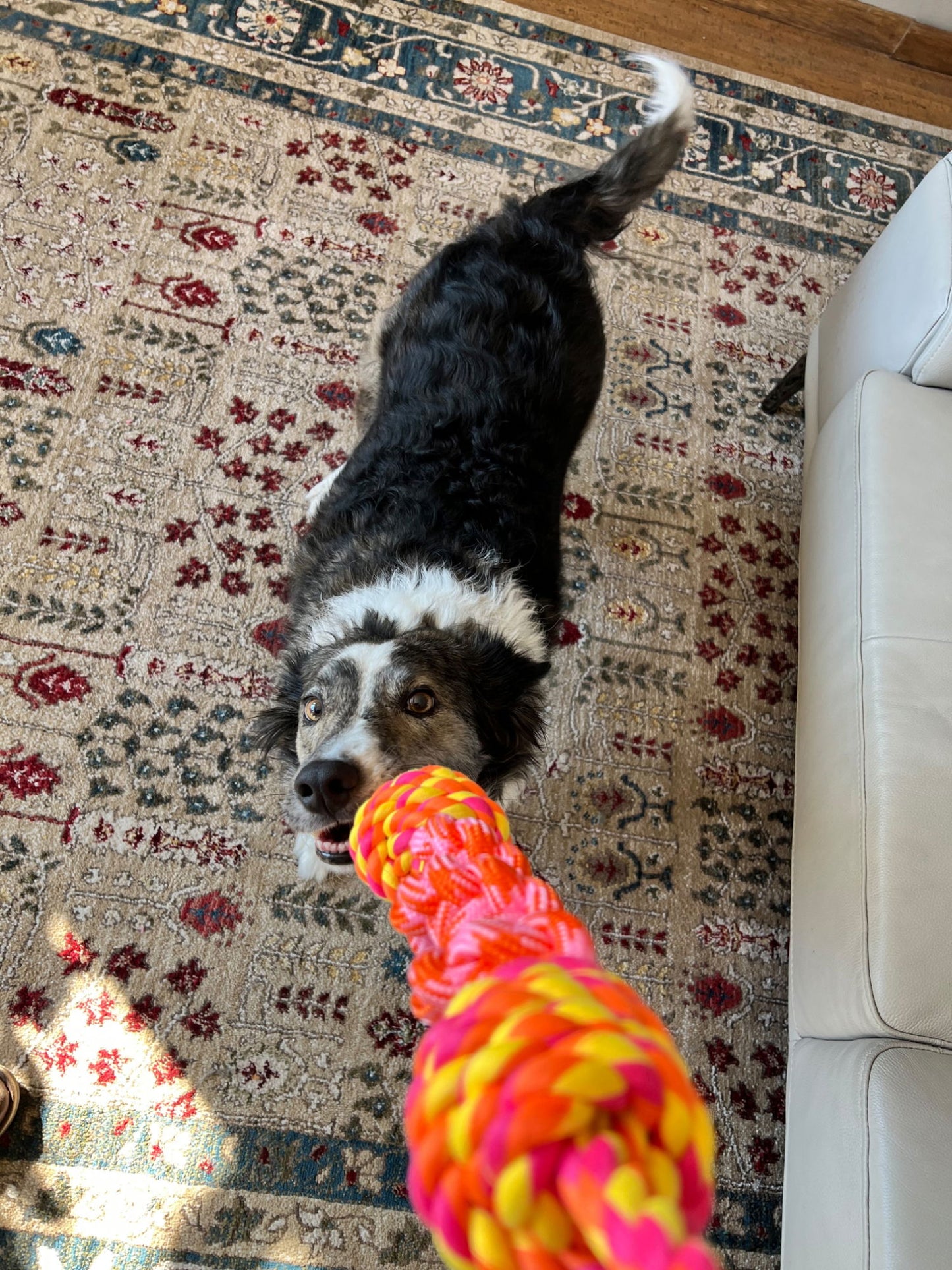 KONG Rope Bunji Assorted Small