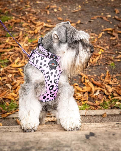 Long Paws - Funk the Dog Harness-Pink Leopard Small