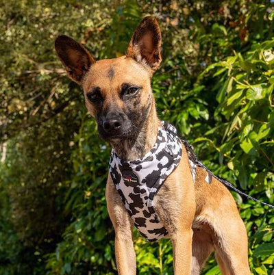 Long Paws - Funk the Dog Harness-Cow Print  Med