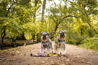 Long Paws - Funk the Dog Poo Bag Pouch-Mustard Panda