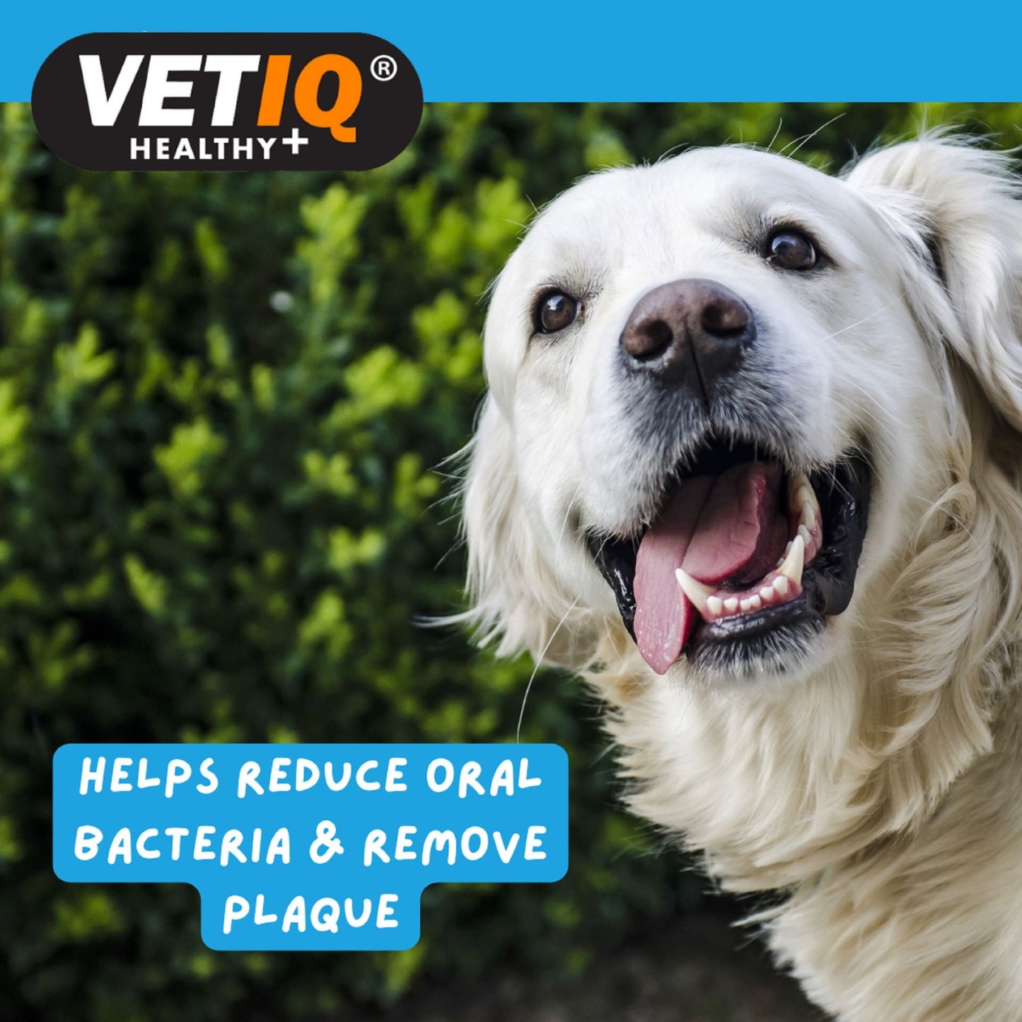 VetIQ Denti-Care Kit 70g