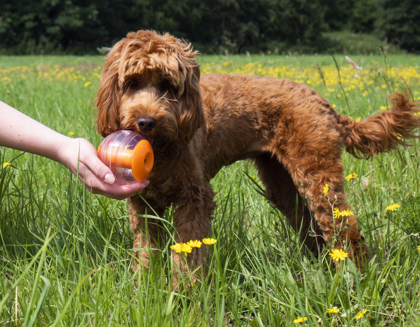 Giggling Treat Ball