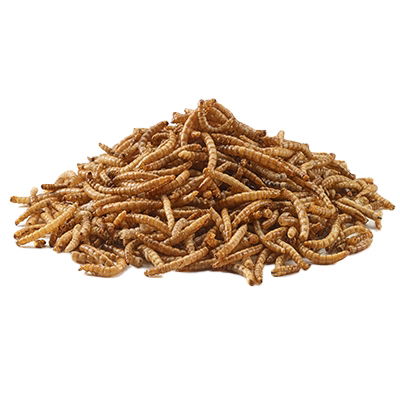 Bucktons Mealworms 12.55Kg