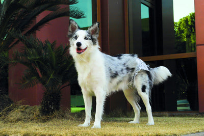 M-PETS Diapers - Female Dog - Xtra Large