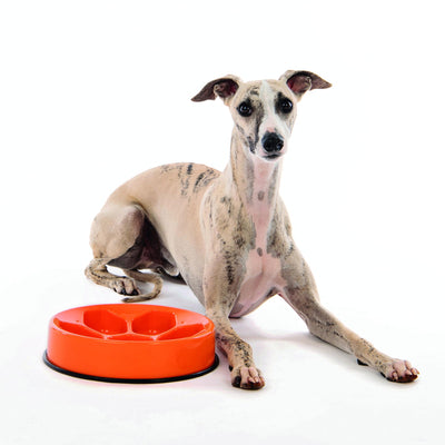 M-PETS Cavity - Slow Feed Bowl Round Orange