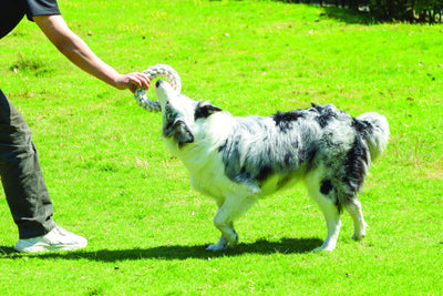 M-PETS Coto White Ring 18 Cm