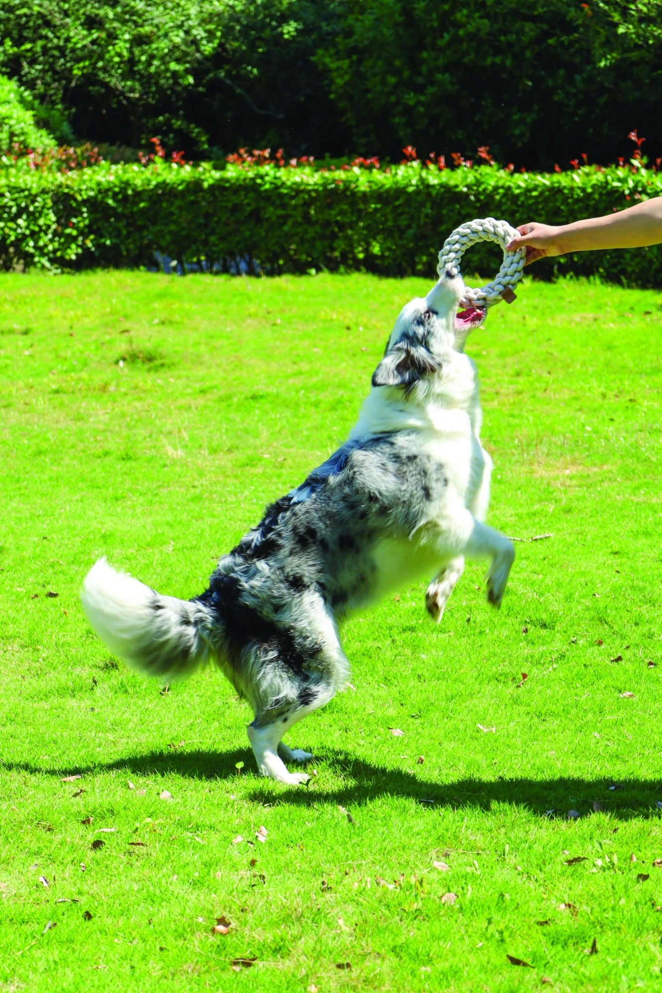 M-PETS Coto White Ring 18 Cm