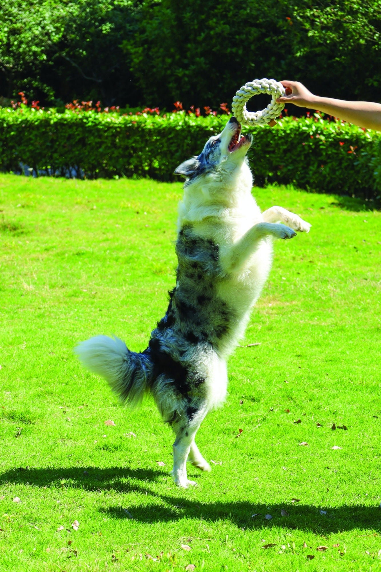 M-PETS Coto White Ring 18 Cm