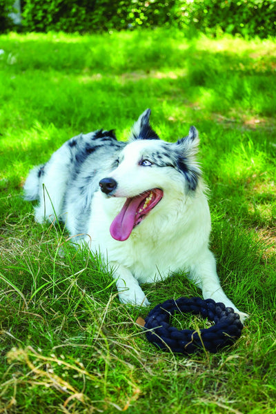 M-PETS Coto Black Ring 18 Cm