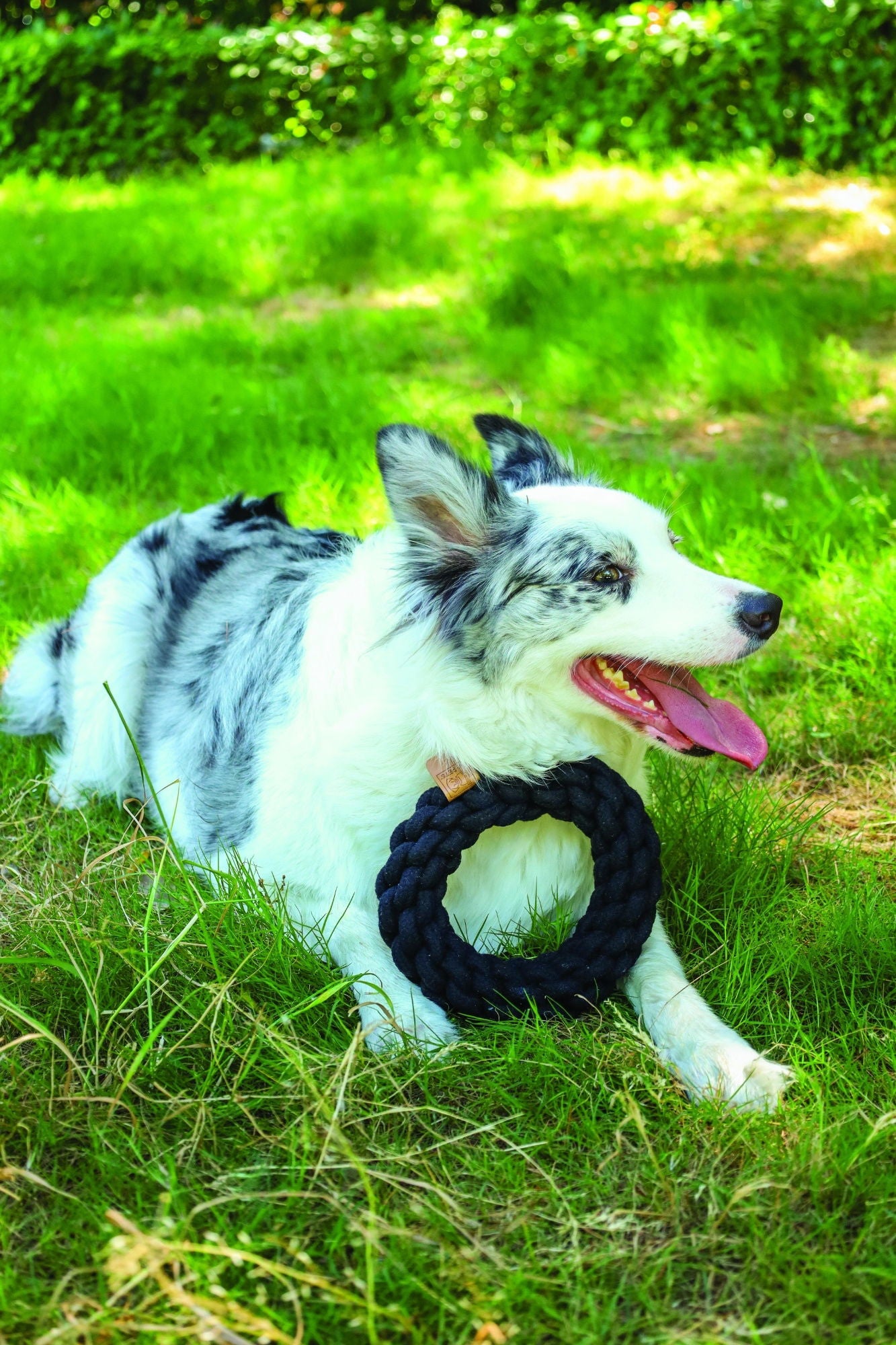 M-PETS Coto Black Ring 18 Cm