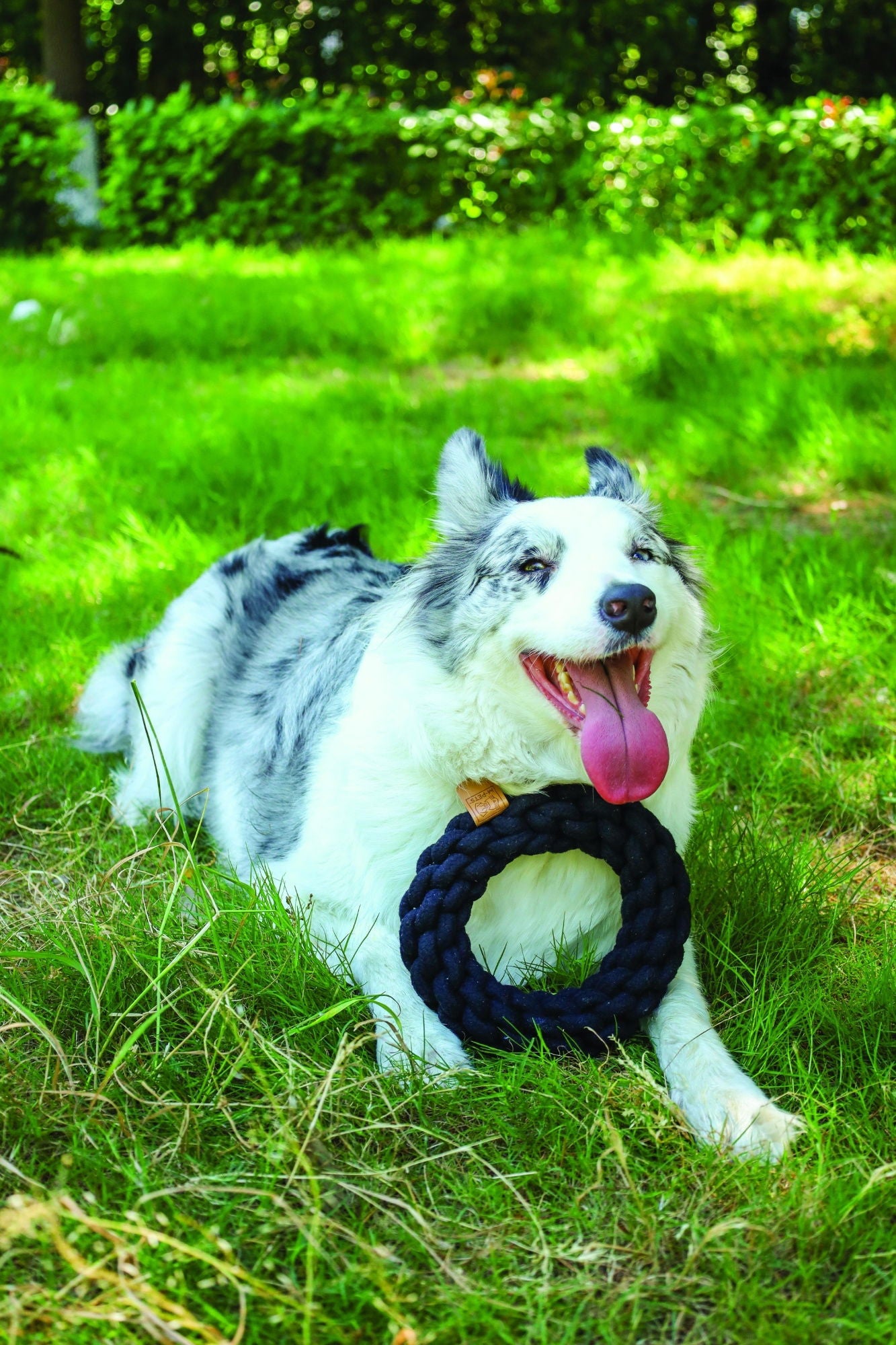 M-PETS Coto Black Ring 18 Cm