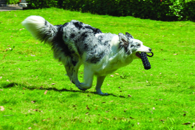 M-PETS Coto Black Loop Bar 34 Cm