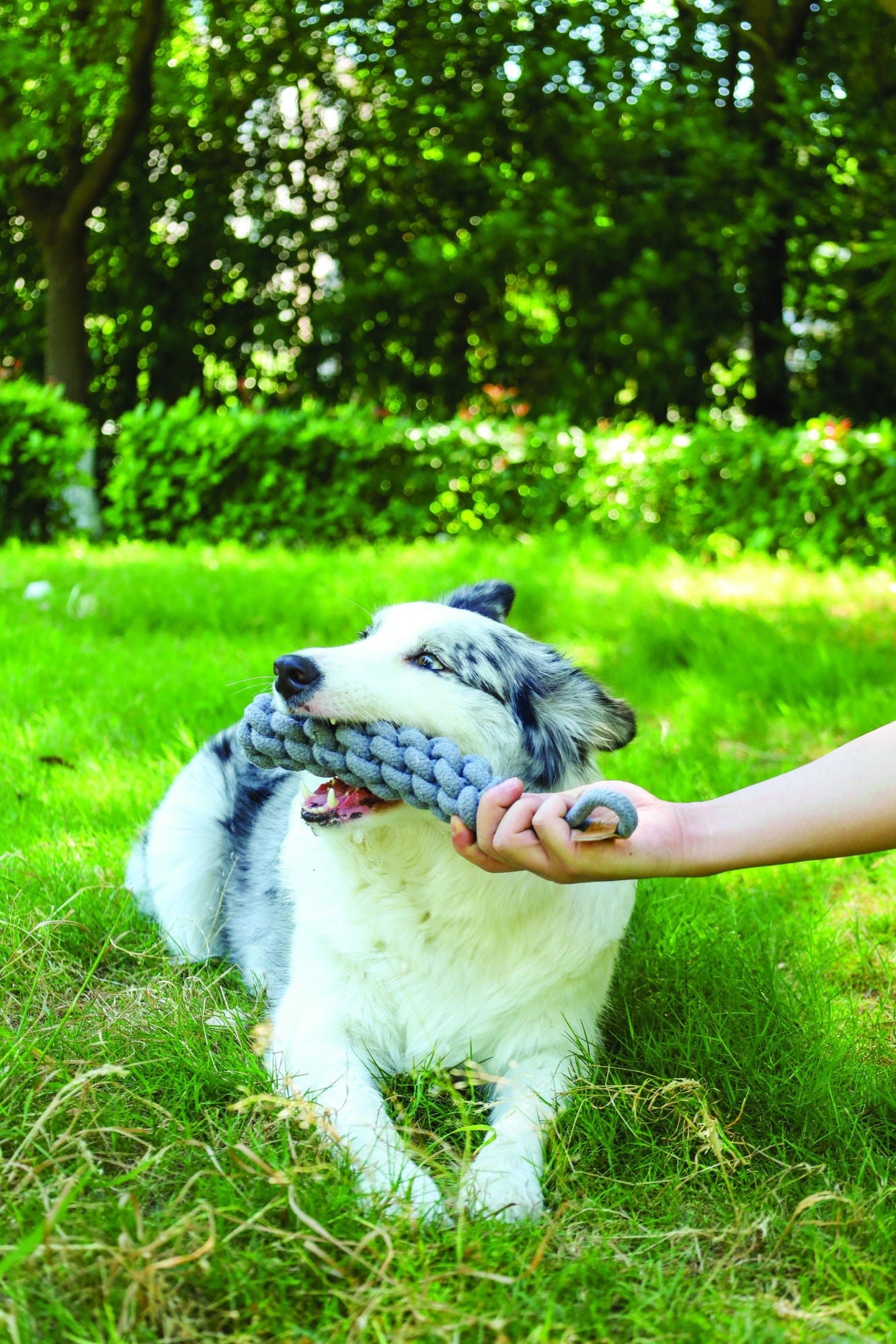 M-PETS Coto Grey Loop Bar 34 Cm