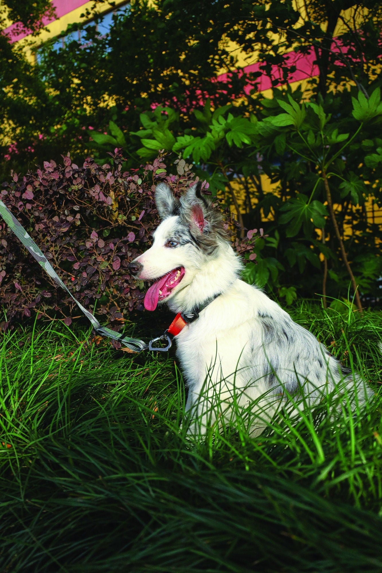 M-PETS Wild Jungle Collar Medium