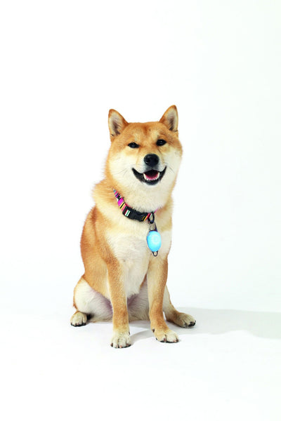 M-PETS Rechargeable Led Jewel For Dog - Blue