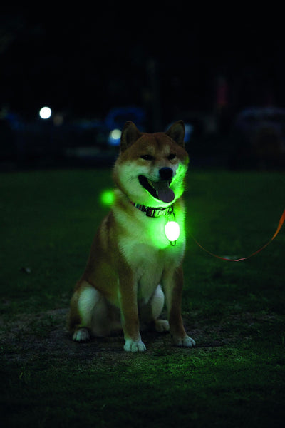 M-PETS Rechargeable Led Jewel For Dog - Green