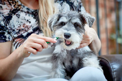 Vet's Best Triple headed Toothbrush For Dogs