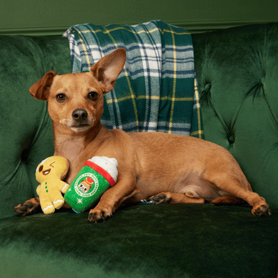 BARK Xmas Ginger Boy Brew