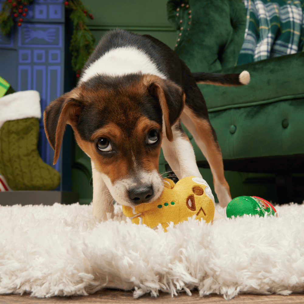BARK Xmas Ginger Boy Brew