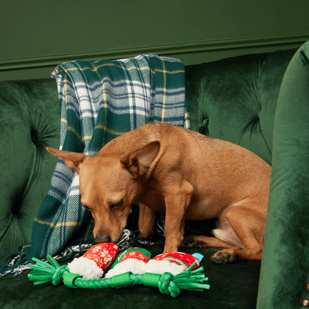 BARK Xmas Stocking Tuggers