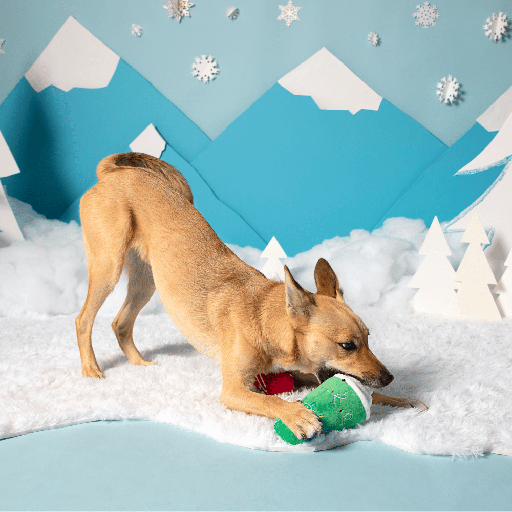 BARK Xmas Fa-la-la-la Lattes